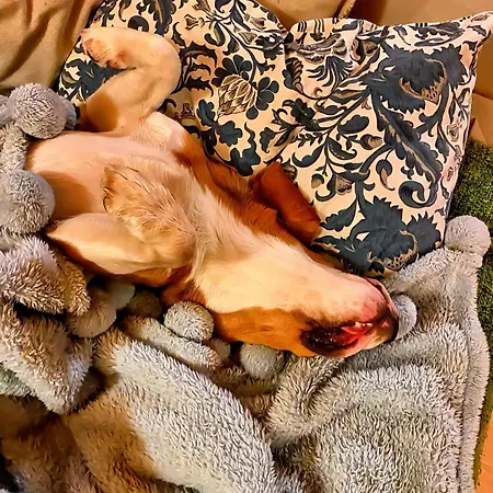 Janosik Janosik Premium Łopuszna